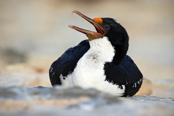 Imperial Shag sea bird — Stockfoto