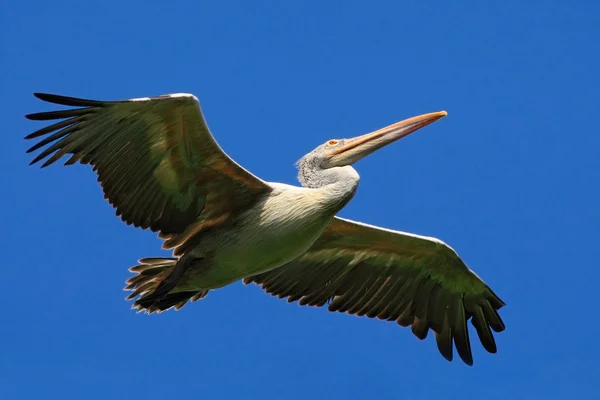 空を飛んでハイイロ ペリカン — ストック写真