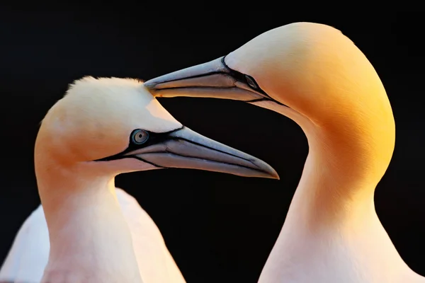 Dos Gannets del Norte — Foto de Stock