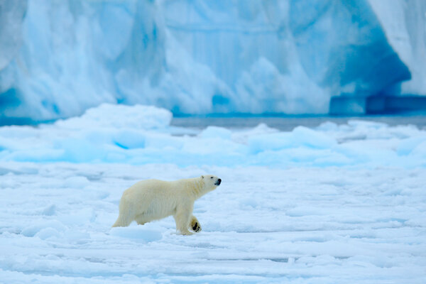 Polar bear walking on snow