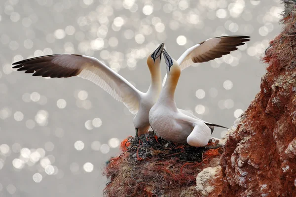 Két gannets fészekben — Stock Fotó