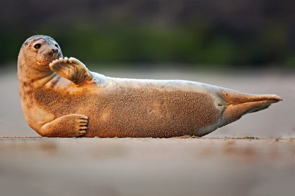 Atlantische grijze zegel op het strand — Stockfoto