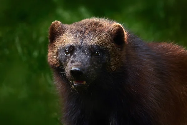 Wolverine in north Europe — ストック写真