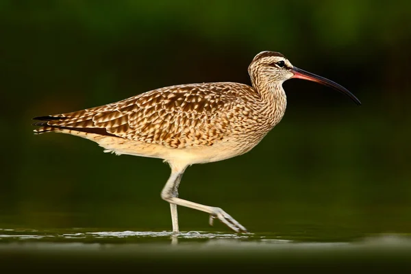 Whimbrel walking in water — Stock Photo, Image