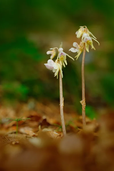 Orquídeas selvagens raras — Fotografia de Stock