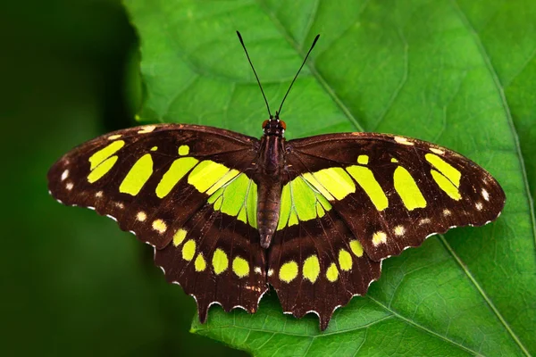 葉の上に座って蝶 — ストック写真