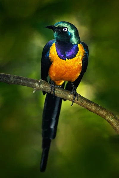 Starling de peito dourado sentado no ramo — Fotografia de Stock