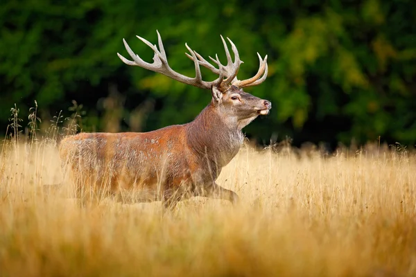 Cervo nella foresta autunnale — Foto Stock