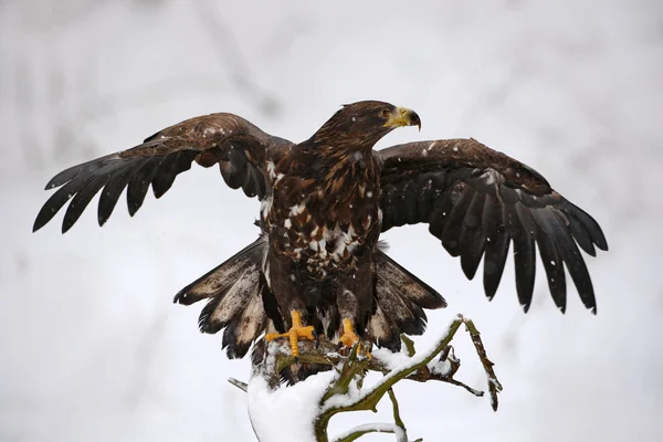 Орел с открытыми крыльями — стоковое фото