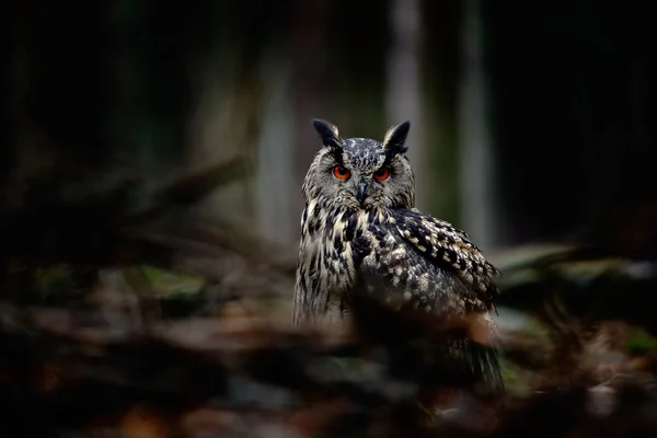 Eurasian Eagle Owl sitting on stump — Stock Photo, Image