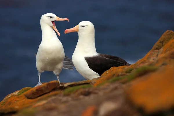 Albatros de cejas negras en la isla Malvinas — Foto de Stock