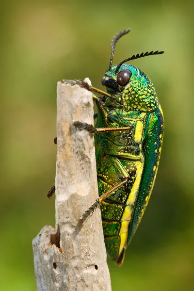 Localización de insectos en rama —  Fotos de Stock