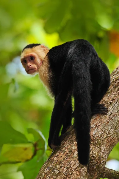 Capuchinho de cabeça branca sentado no ramo — Fotografia de Stock