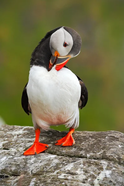 Atlantic Puffin sitting on rock — Stock Photo, Image