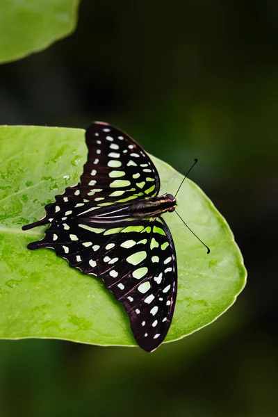 Yaprak üzerinde oturan kelebek — Stok fotoğraf