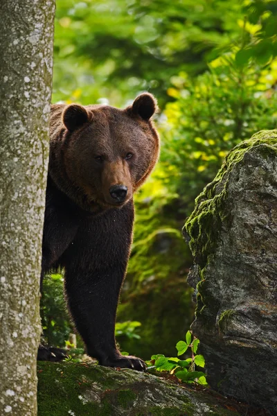 Καφέ αρκούδα κρυμμένο πίσω από το δέντρο — Φωτογραφία Αρχείου
