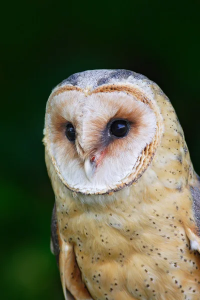 Barn owl in forest — Stock Photo, Image