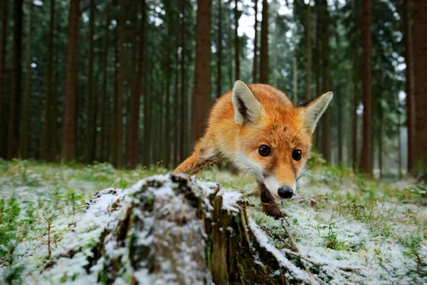 Red fox in bos — Stockfoto