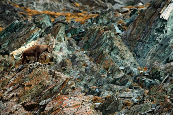 Antler Íbice alpino —  Fotos de Stock