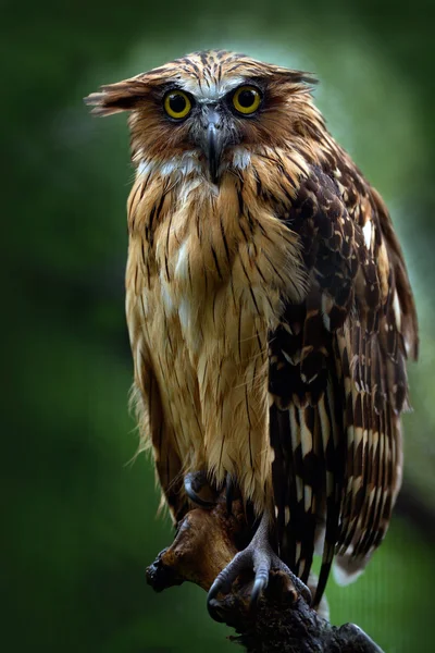 Hibou de pêche Sunda assis sur la branche — Photo