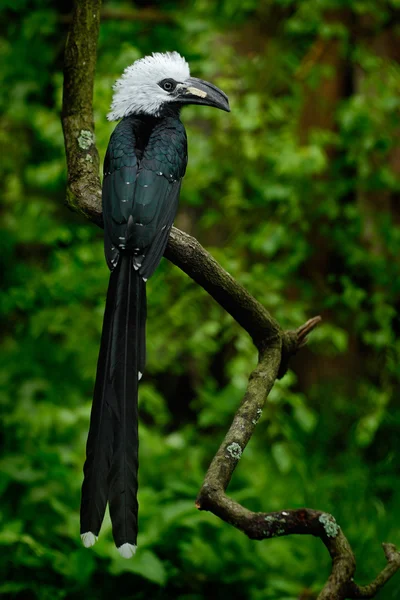 Hornbill ptak siedzący na gałęzi — Zdjęcie stockowe