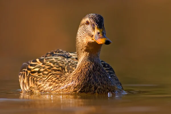 Vodní pták kachna divoká — Stock fotografie