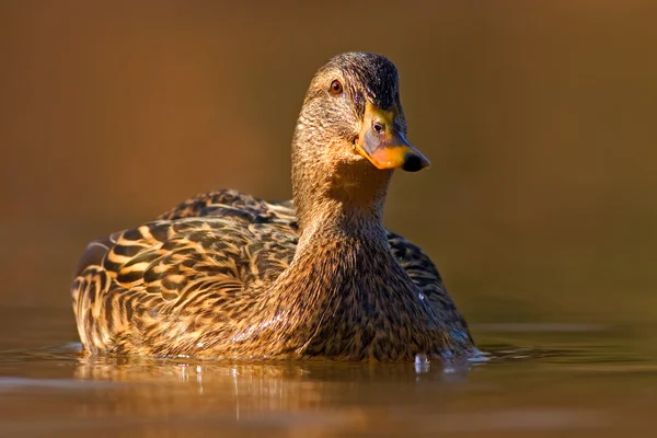 Νερό πουλί Mallard — Φωτογραφία Αρχείου