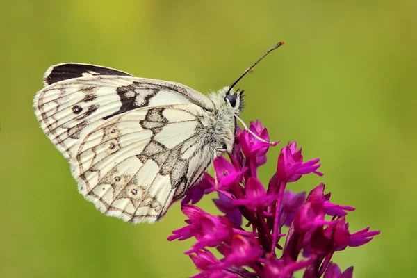 Butterfly sitting on flowers — Stock Photo, Image