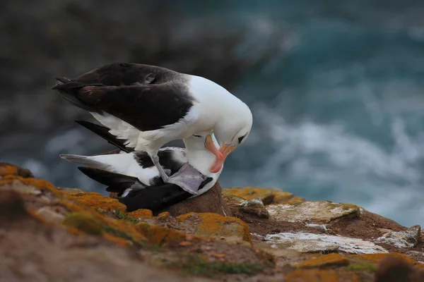 Feketére festett albatroszisok Falkland-szigeten — Stock Fotó