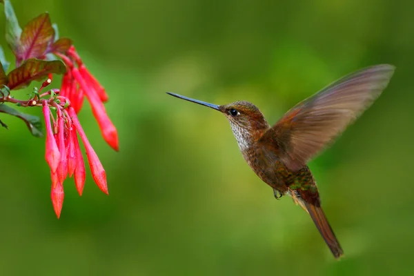 Hnědá inca kolibřík — Stock fotografie