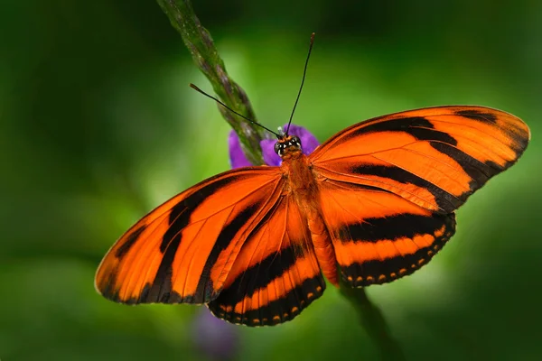 Butterfly sitting on flower — Stock Photo, Image