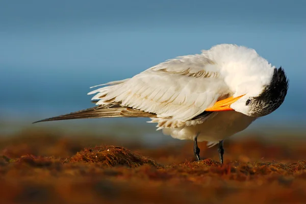 Royal Tern rengöring fjäderdräkt — Stockfoto