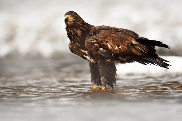 Steinadler im Wasser — Stockfoto