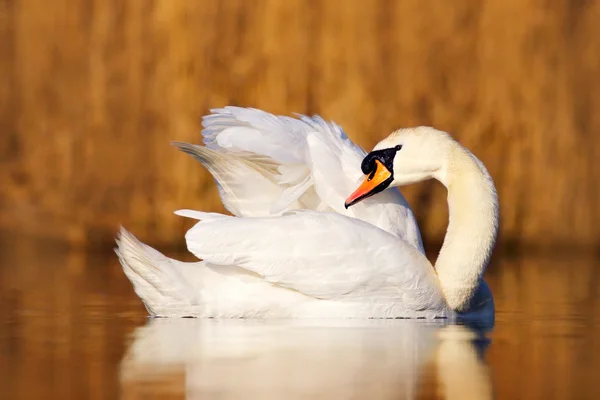 Höckerschwan putzt Federkleid — Stockfoto