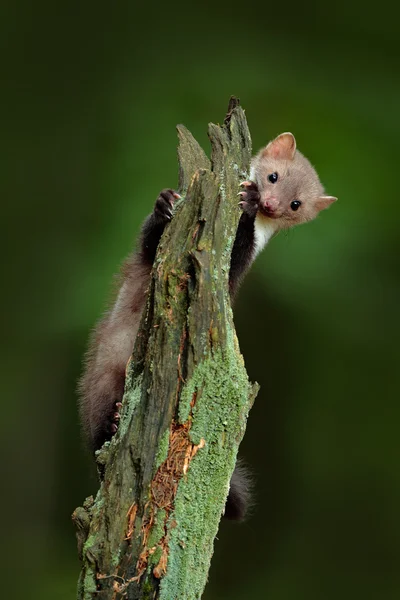 Buchenmarder sitzt auf Stamm — Stockfoto