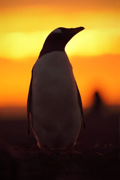 Pinguim ao pôr-do-sol laranja — Fotografia de Stock