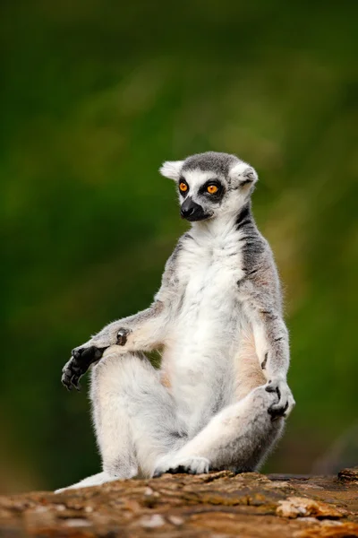 Ring-tailed Lemur in nature habitat — Stock Photo, Image