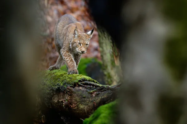 Eurasian Lynx in piedi sul muschio — Foto Stock