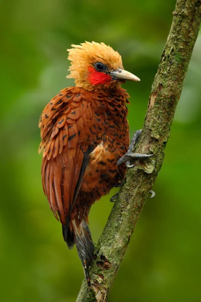 Chestnut-colored Woodpecker sitting on branch — Stock Photo, Image