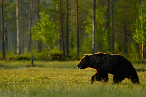 Morning light with brown bear — Stock Photo, Image