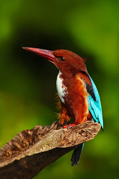 Kingfisher de garganta branca sentado no ramo — Fotografia de Stock