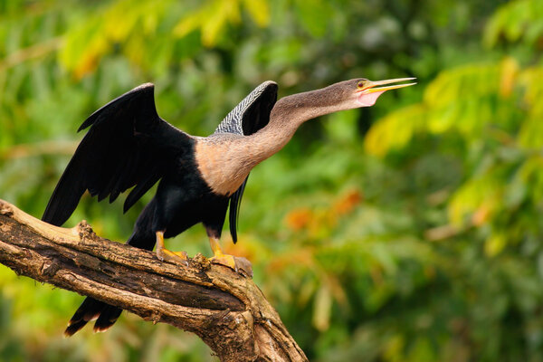 Anhinga, water bird in the river nature habitat. Water bird from Costa Rica. Animal in the water. Bird with log neck and bill. Heron sitting on the branch above water, river in Panama