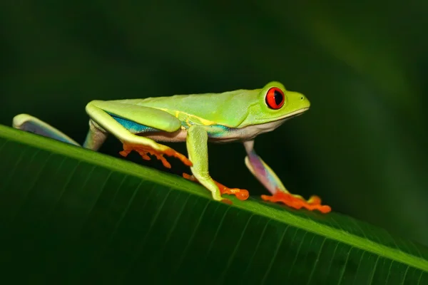 Sapo-de-olhos-vermelhos — Fotografia de Stock