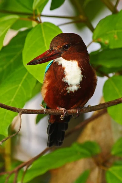 Beyaz boğazlı Kingfisher dalda oturan — Stok fotoğraf