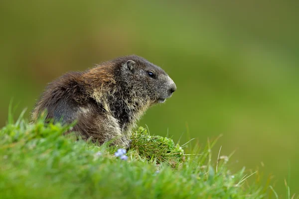 Marmot sedící v trávě — Stock fotografie