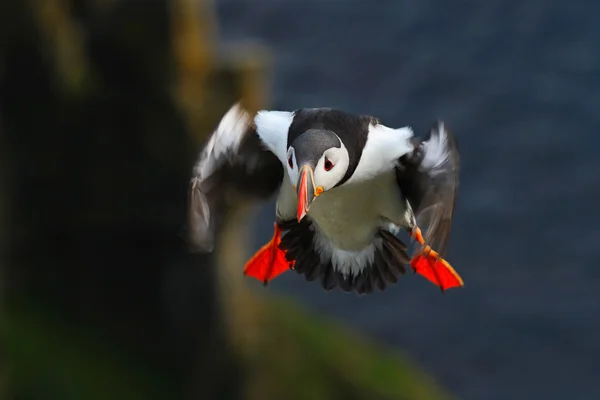 Flying Atlantic Puffin — Stock Photo, Image