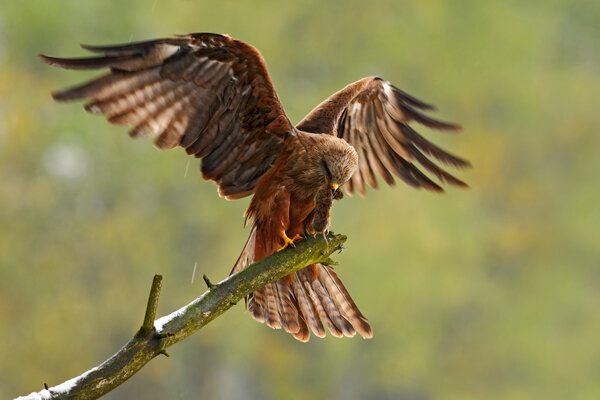 Black Kite sitting on branch