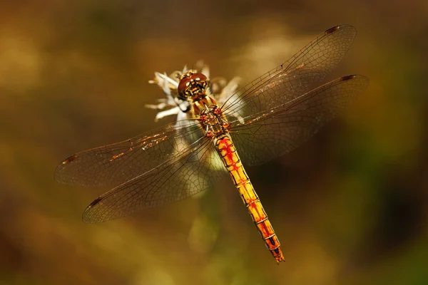 Common Darter dragonfly — Stock Photo, Image
