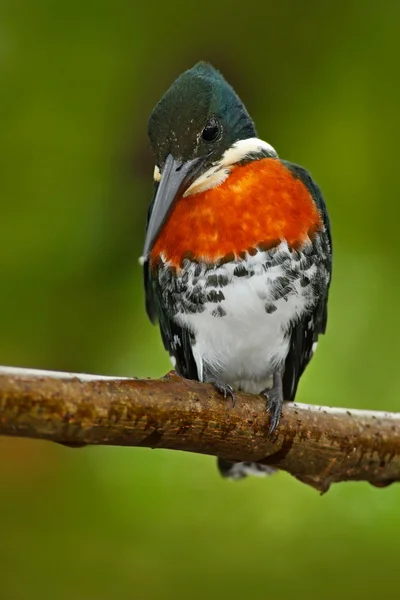 坐在树枝上的亚马逊翠鸟 — 图库照片