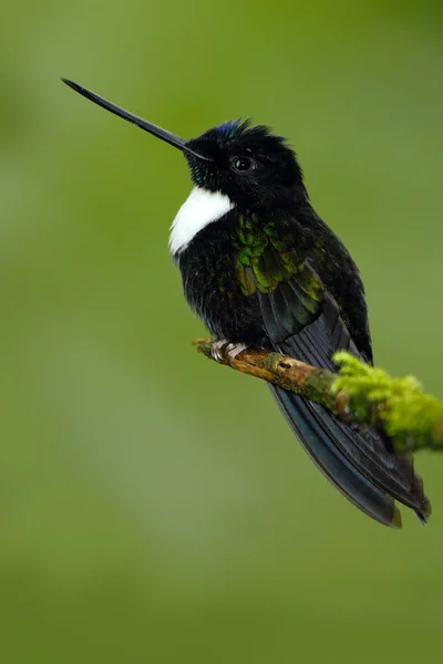 Collared Inca hummingbird — Stock Photo, Image